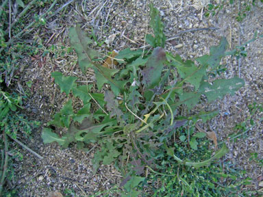 APII jpeg image of Chondrilla juncea  © contact APII