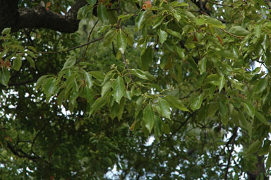 APII jpeg image of Cinnamomum camphora  © contact APII