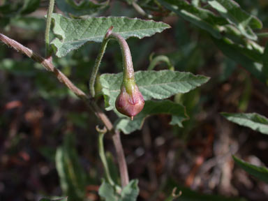 APII jpeg image of Convolvulus arvensis  © contact APII