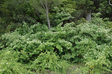 APII jpeg image of Cotoneaster glaucophyllus  © contact APII