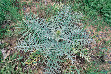 APII jpeg image of Cynara cardunculus  © contact APII