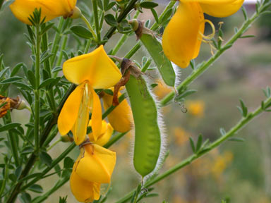 APII jpeg image of Cytisus scoparius  © contact APII