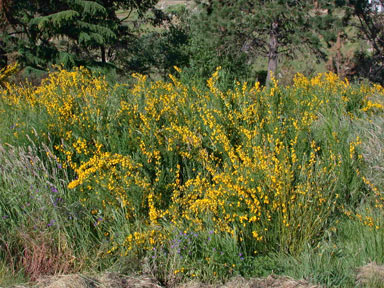 APII jpeg image of Cytisus scoparius  © contact APII