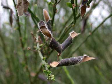 APII jpeg image of Cytisus scoparius  © contact APII