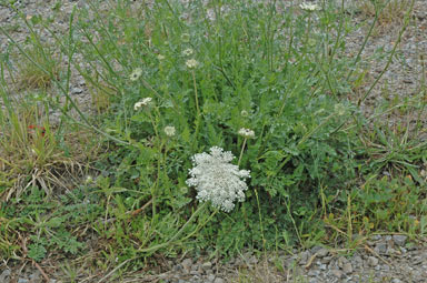 APII jpeg image of Daucus carota  © contact APII