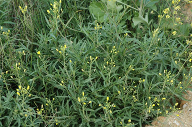 APII jpeg image of Diplotaxis tenuifolia  © contact APII