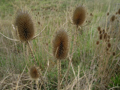 APII jpeg image of Dipsacus fullonum  © contact APII