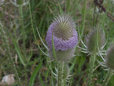 APII jpeg image of Dipsacus fullonum  © contact APII