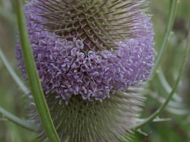 APII jpeg image of Dipsacus fullonum  © contact APII