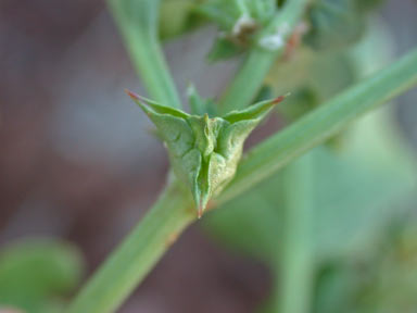 APII jpeg image of Rumex hypogaeus  © contact APII