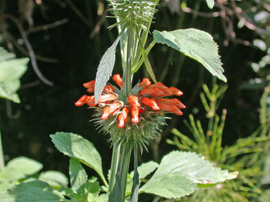 APII jpeg image of Leonotis nepetifolia  © contact APII