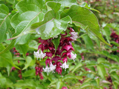 APII jpeg image of Leycesteria formosa  © contact APII