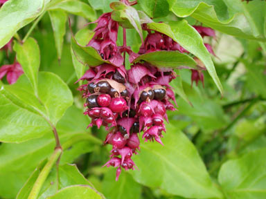 APII jpeg image of Leycesteria formosa  © contact APII