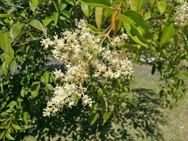 APII jpeg image of Ligustrum lucidum  © contact APII