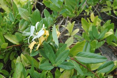 APII jpeg image of Lonicera japonica  © contact APII