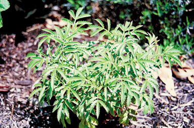 APII jpeg image of Melianthus comosus  © contact APII