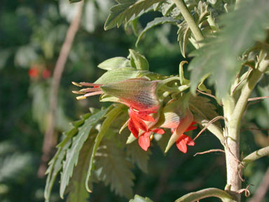 APII jpeg image of Melianthus comosus  © contact APII