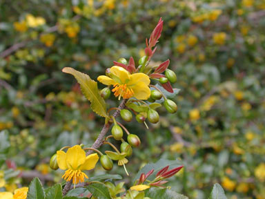 APII jpeg image of Ochna serrulata  © contact APII