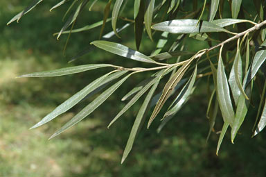 APII jpeg image of Olea europaea subsp. cuspidata  © contact APII