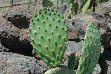 APII jpeg image of Opuntia ficus-indica  © contact APII
