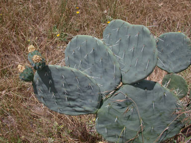 APII jpeg image of Opuntia robusta  © contact APII