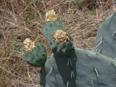 APII jpeg image of Opuntia robusta  © contact APII