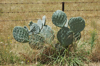 APII jpeg image of Opuntia robusta  © contact APII