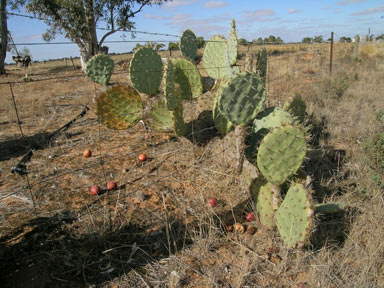 APII jpeg image of Opuntia robusta  © contact APII