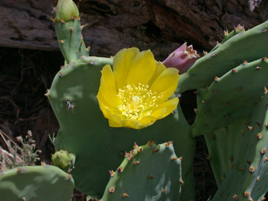 APII jpeg image of Opuntia stricta  © contact APII