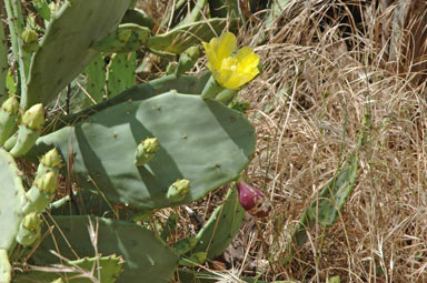 APII jpeg image of Opuntia stricta  © contact APII