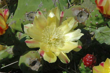 APII jpeg image of Opuntia monacantha  © contact APII