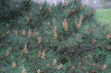 APII jpeg image of Pinus radiata  © contact APII