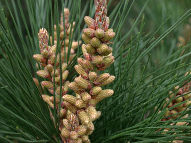 APII jpeg image of Pinus radiata  © contact APII