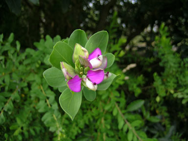 APII jpeg image of Polygala myrtifolia  © contact APII