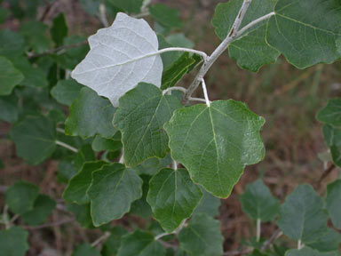 APII jpeg image of Populus alba  © contact APII