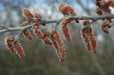 APII jpeg image of Populus alba  © contact APII