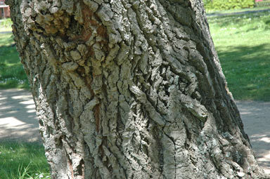 APII jpeg image of Populus alba  © contact APII