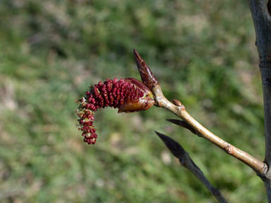 APII jpeg image of Populus nigra  © contact APII