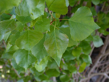 APII jpeg image of Populus nigra  © contact APII