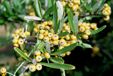 APII jpeg image of Pyracantha angustifolia  © contact APII