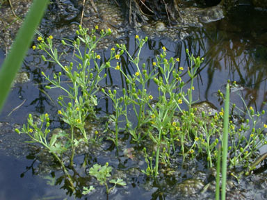 APII jpeg image of Ranunculus sceleratus subsp. sceleratus  © contact APII