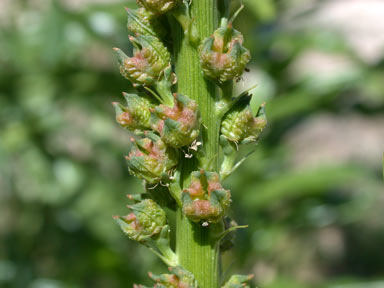 APII jpeg image of Reseda luteola  © contact APII