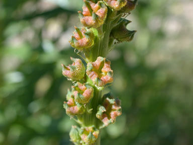 APII jpeg image of Reseda luteola  © contact APII