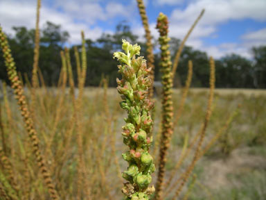 APII jpeg image of Reseda luteola  © contact APII