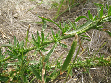 APII jpeg image of Reseda luteola  © contact APII