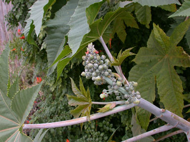 APII jpeg image of Ricinus communis  © contact APII