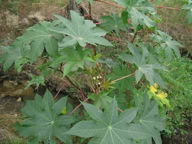 APII jpeg image of Ricinus communis  © contact APII