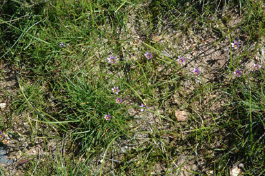 APII jpeg image of Romulea minutiflora  © contact APII
