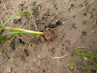 APII jpeg image of Romulea rosea  © contact APII