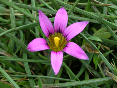 APII jpeg image of Romulea rosea  © contact APII